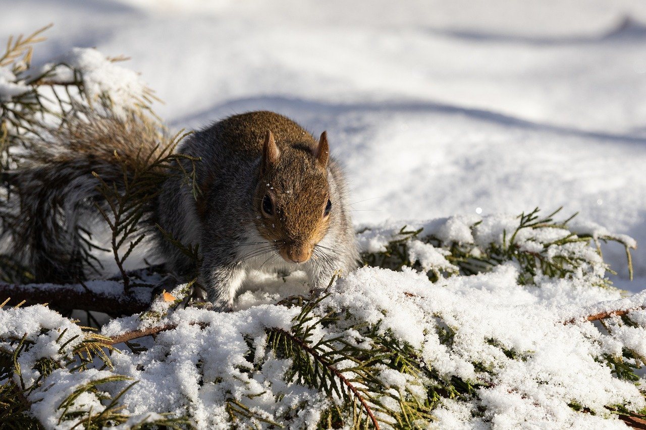 Czy zimą powinniśmy dokarmiać dzikie zwierzęta?